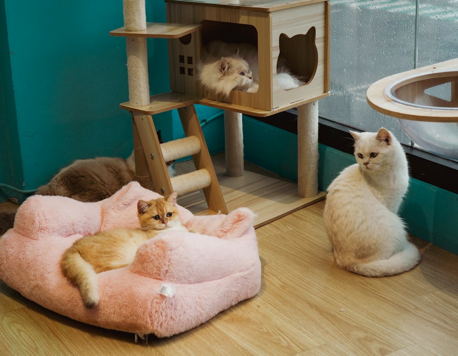 ねこカフェの店内でくつろぐねこたち