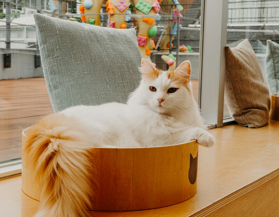 窓辺でひなたぼっこをするねこ