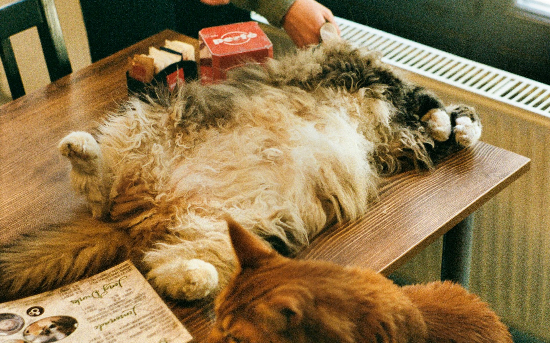 木のテーブルの上でおなかを見せてくつろぐ長毛のねこ
